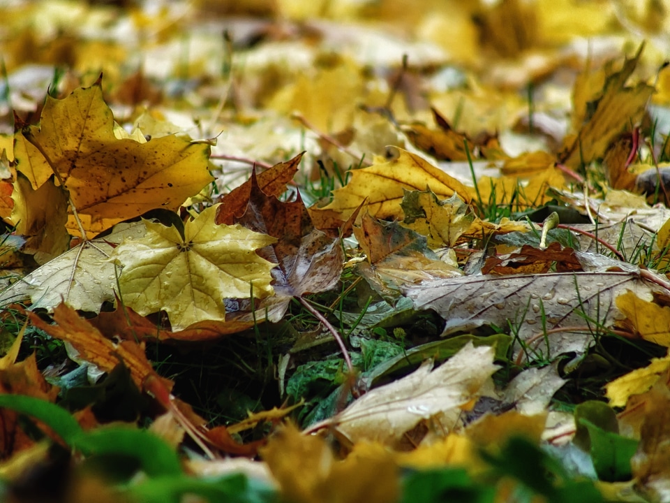 Macro leaves fallen