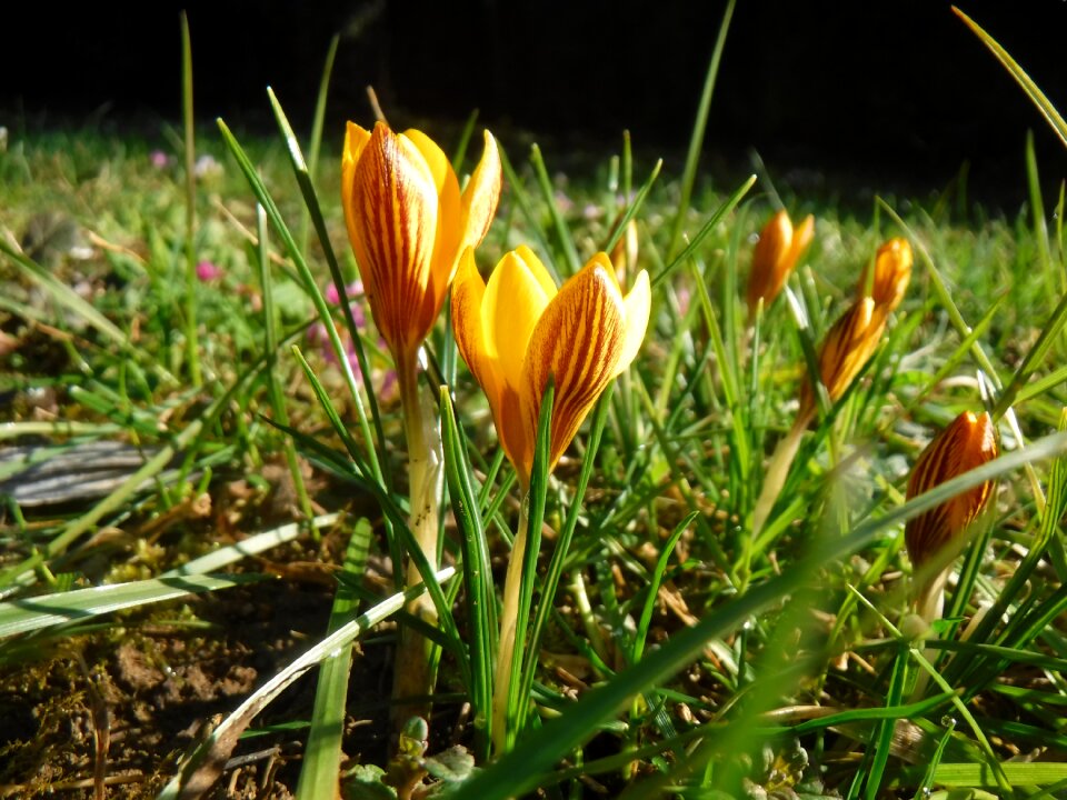 Yellow flower nature