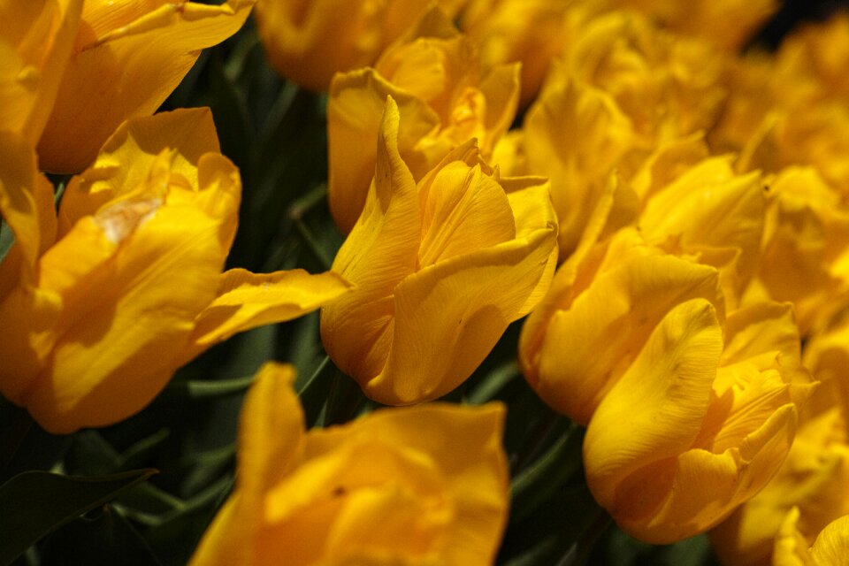 Color blooming flower