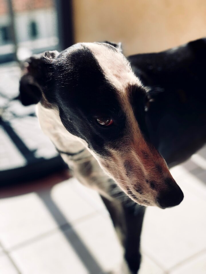 Portrait dogs nero