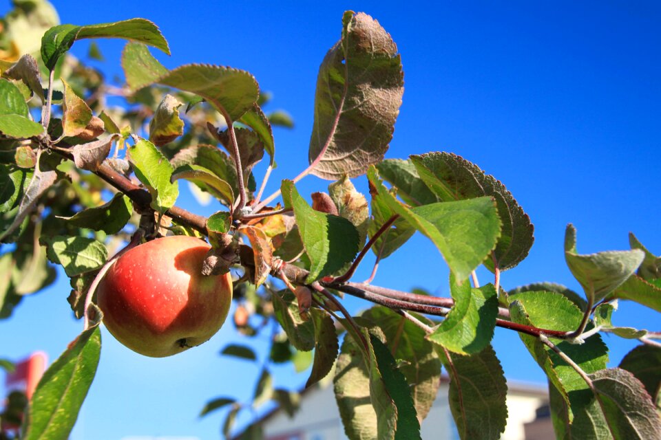 Orchard nature ripe