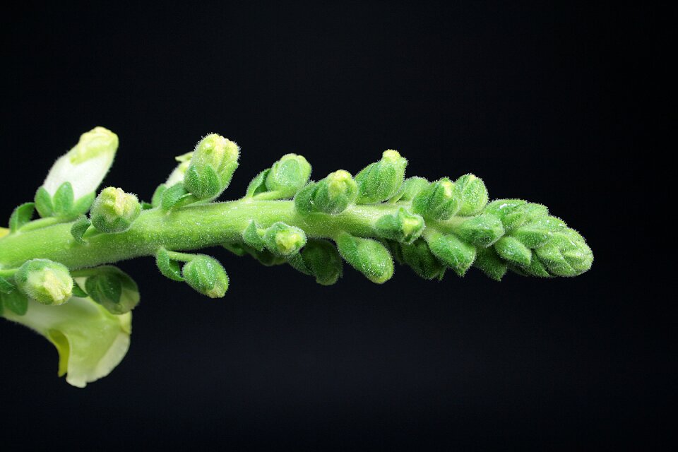 Garden botany spring