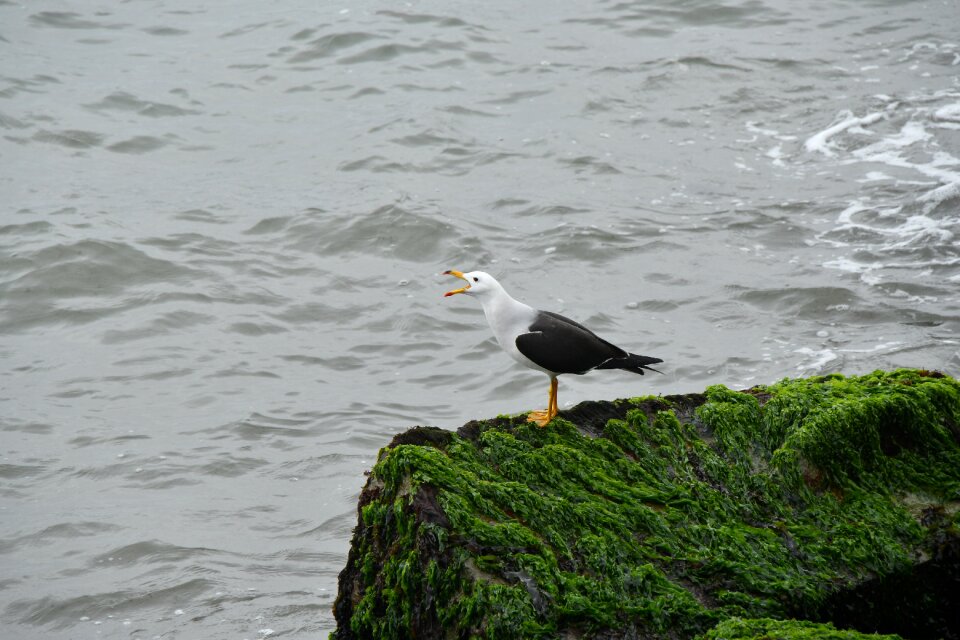 Animal animal world birds