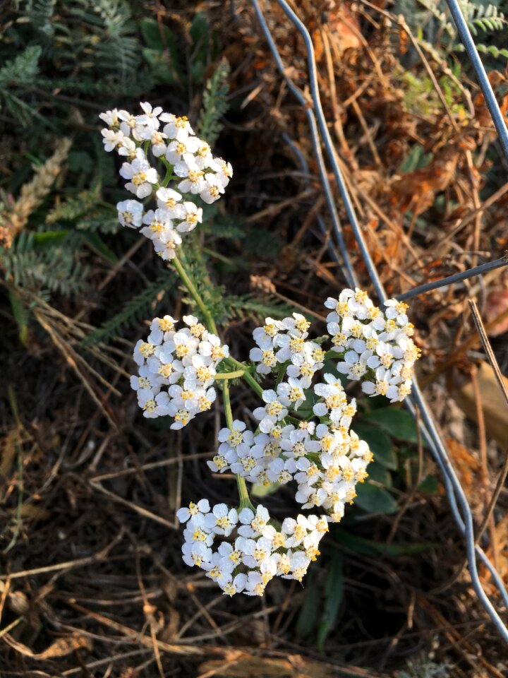 Nature blütenzauber white flowers