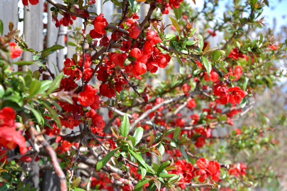 Bush red flowers