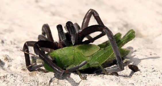 Spider insects colombia