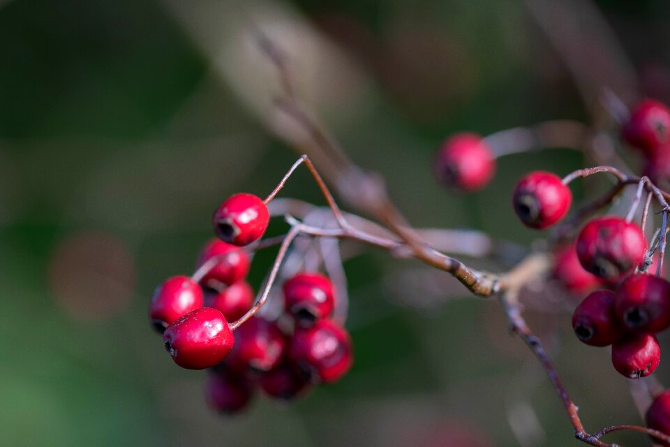Fruits october autumn