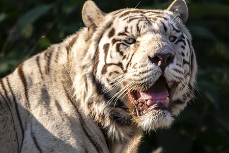 Tiger portrait photo
