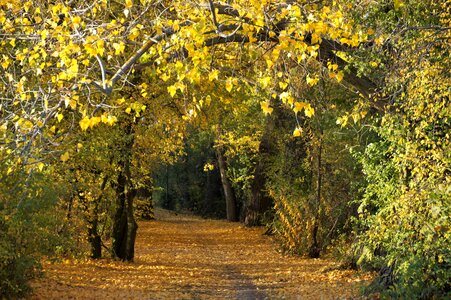 Leaves colored season photo