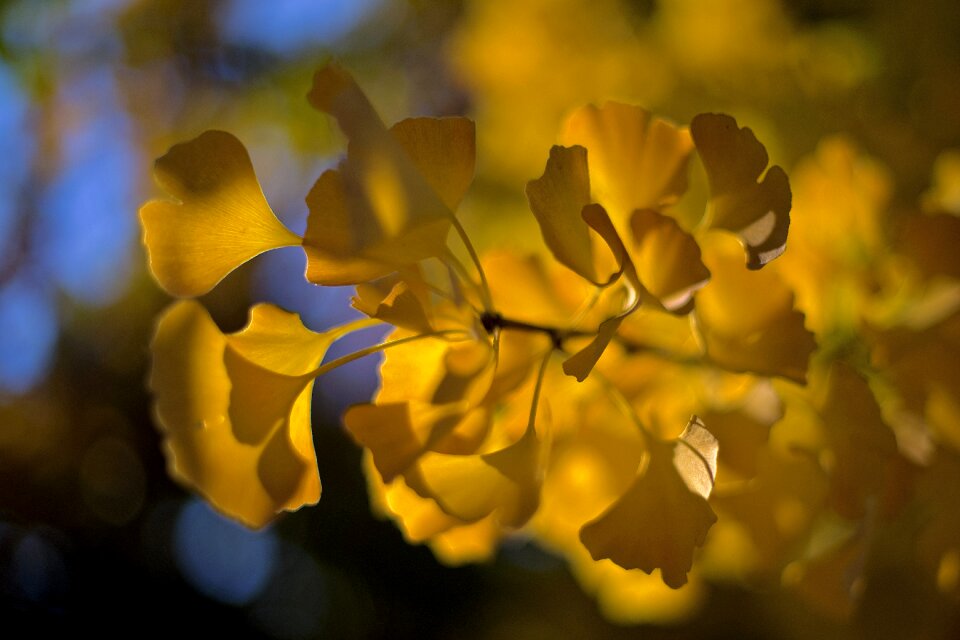 Fall foliage yellow