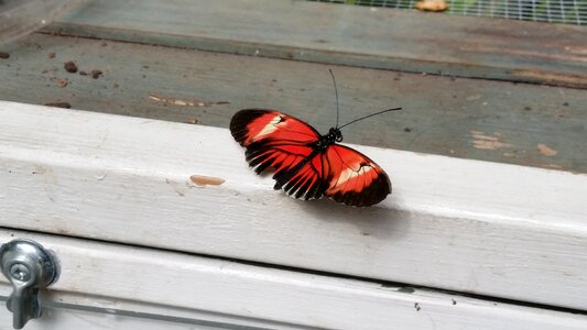 White gray butterfly