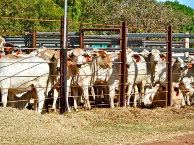 Export agriculture feed lot