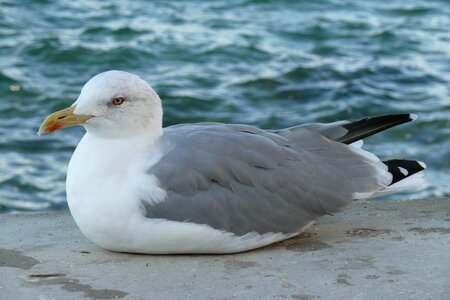Gull port sea