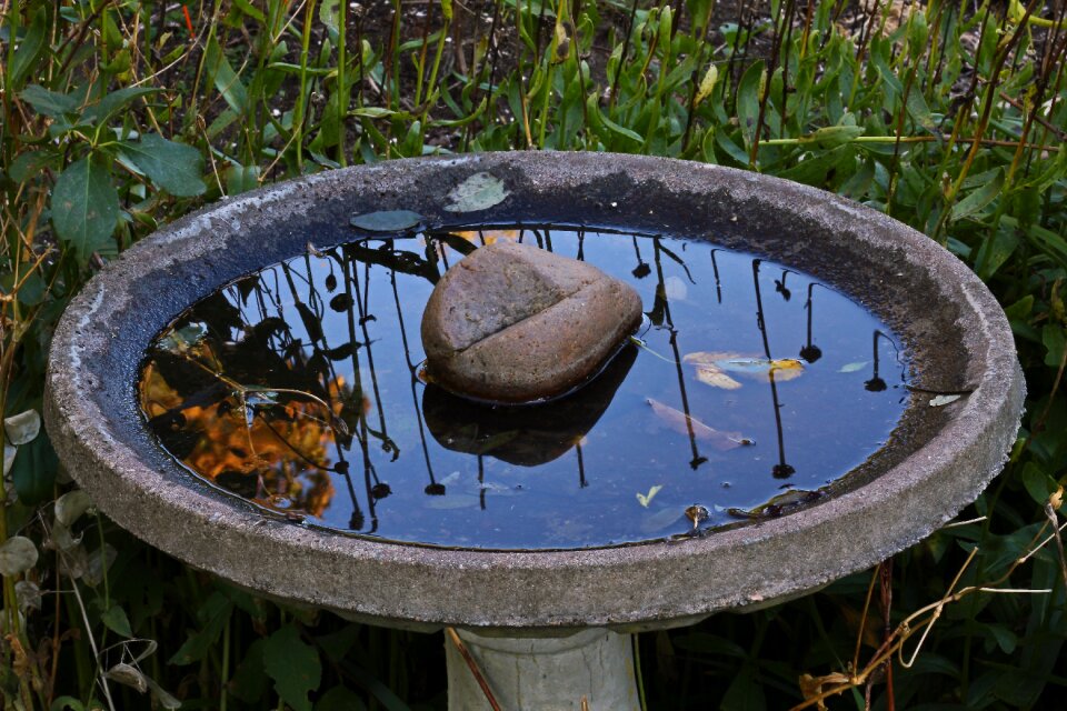 Garden drink wildlife
