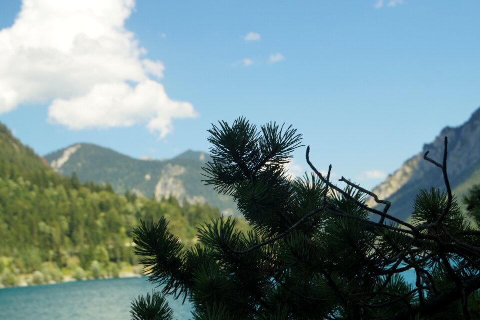 Branch needles landscape