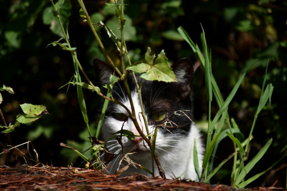 Portrait nature pet