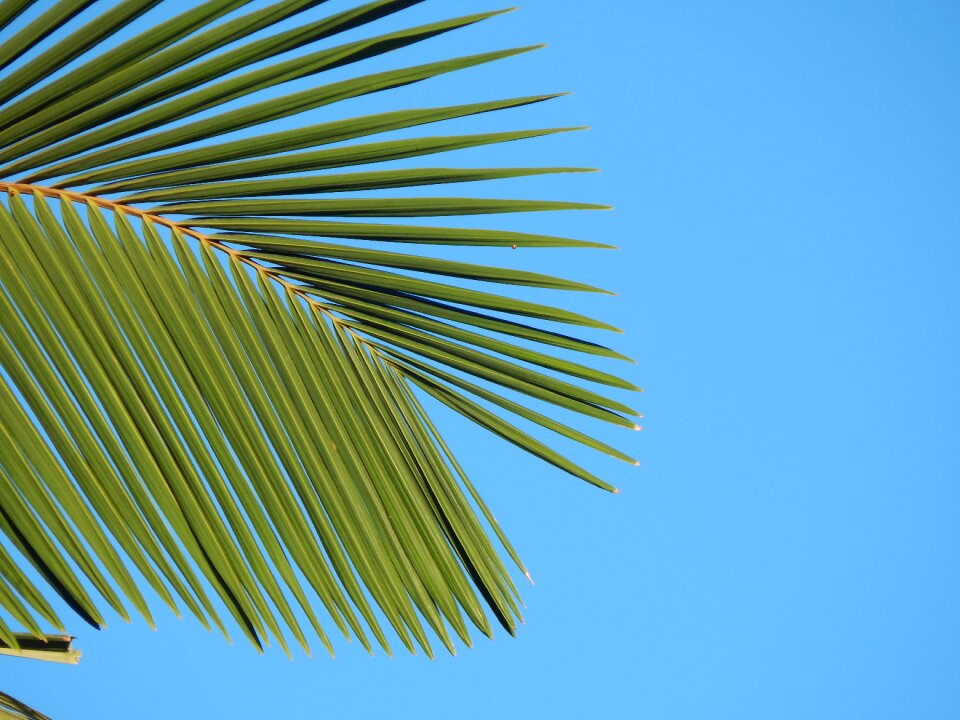 Tropical plant green