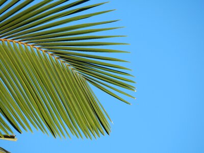 Tropical plant green