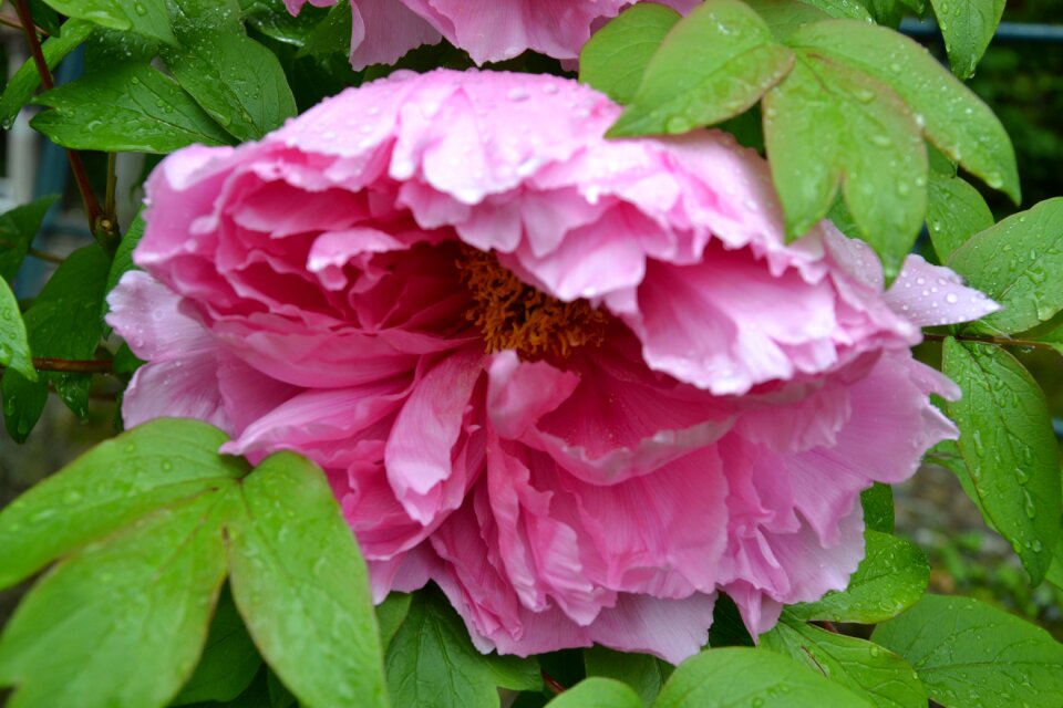Flower blossom bloom