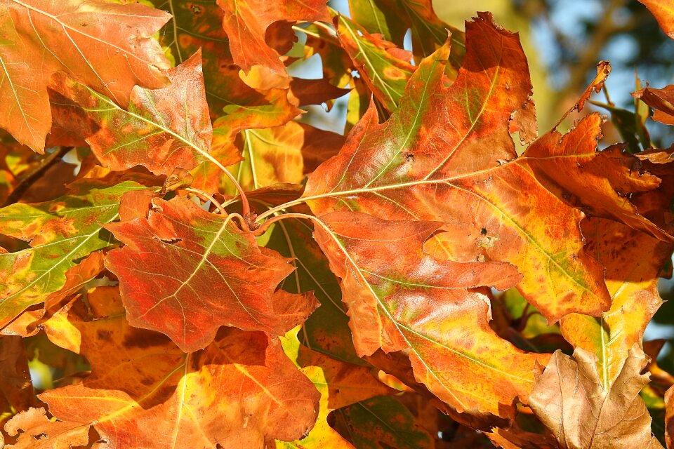 Autumn discoloration fall color
