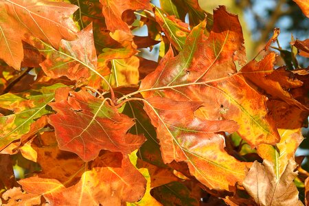 Autumn discoloration fall color photo