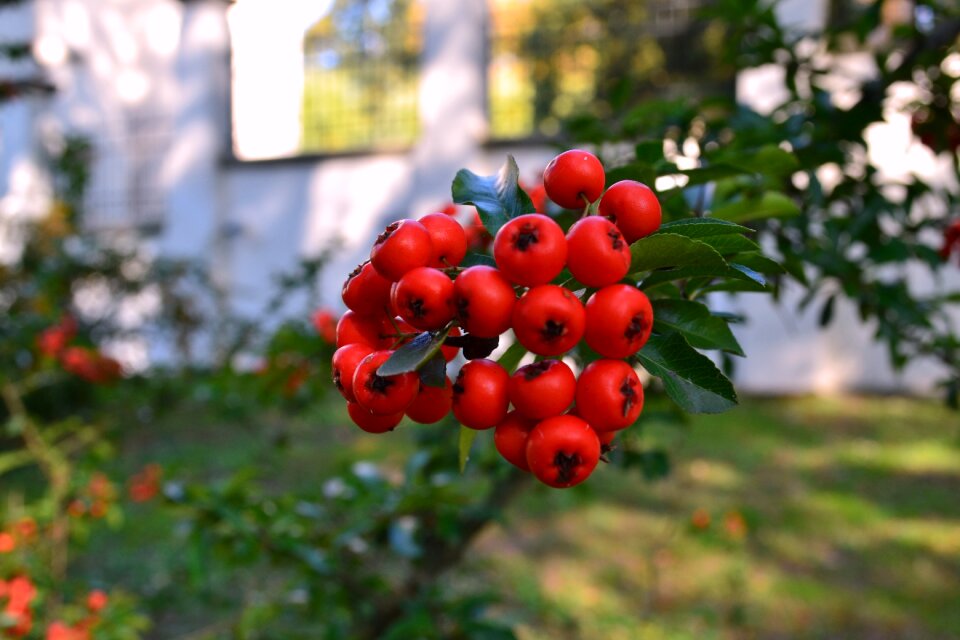 Red nature fruiting