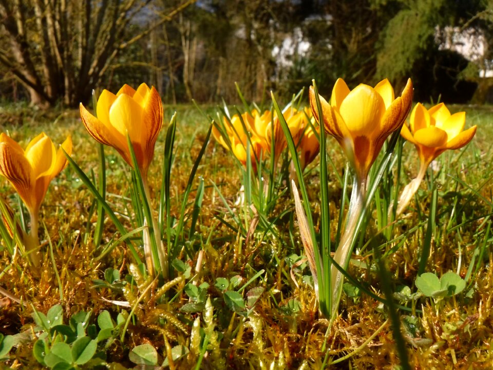 Yellow flower nature