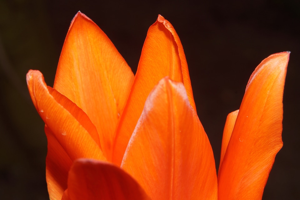 Delicate orange tulip sweet
