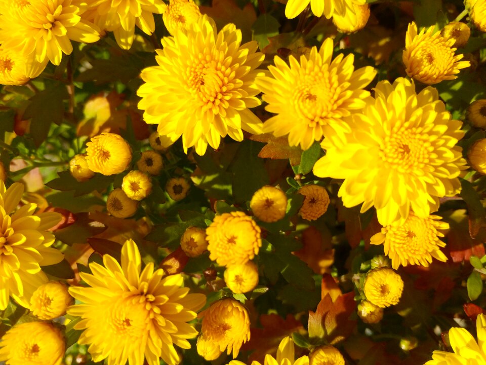 Autumn wood chrysanthemum photo