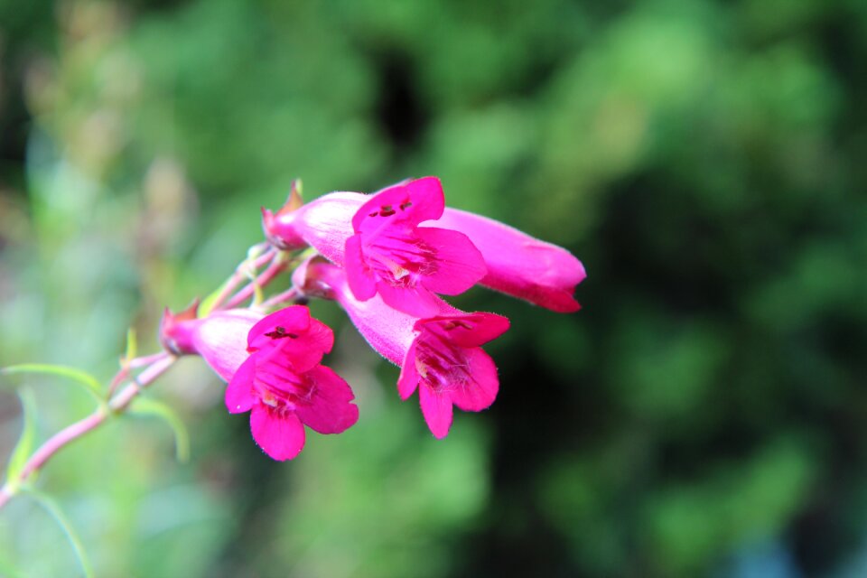 Pink flowers perennial fulfillment