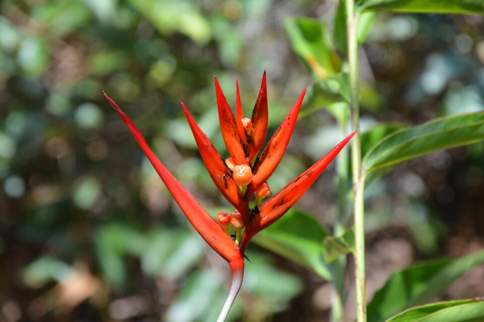 Flowering botany beauty