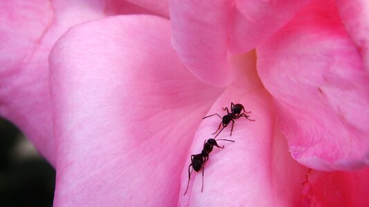 Insects detail petals