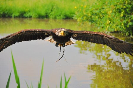Majestic flying