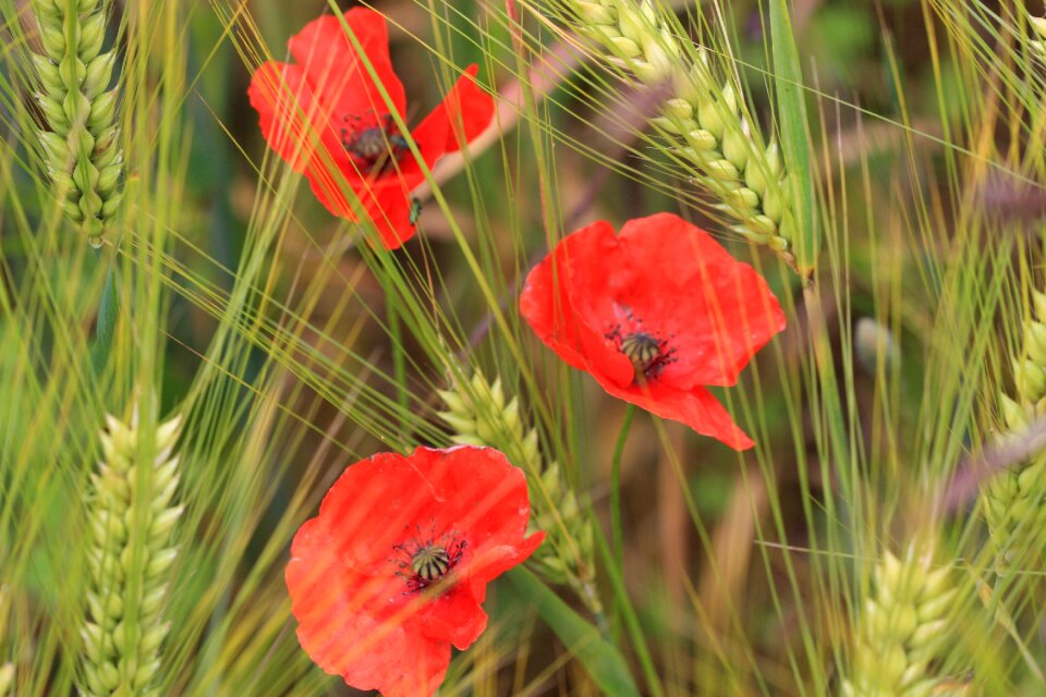 Poppies wheat field