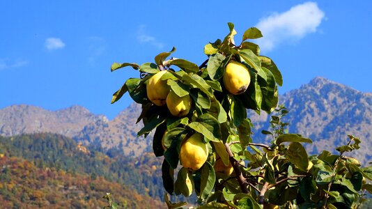 South tyrol yellow fruit photo