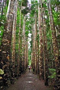 Tall forest nature