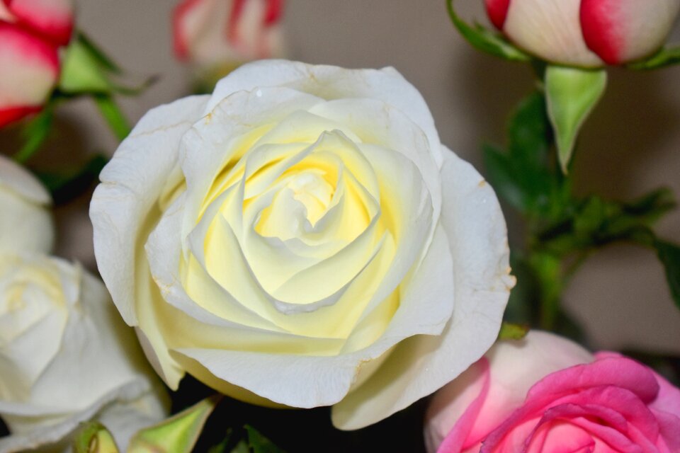 Flora romantic romance