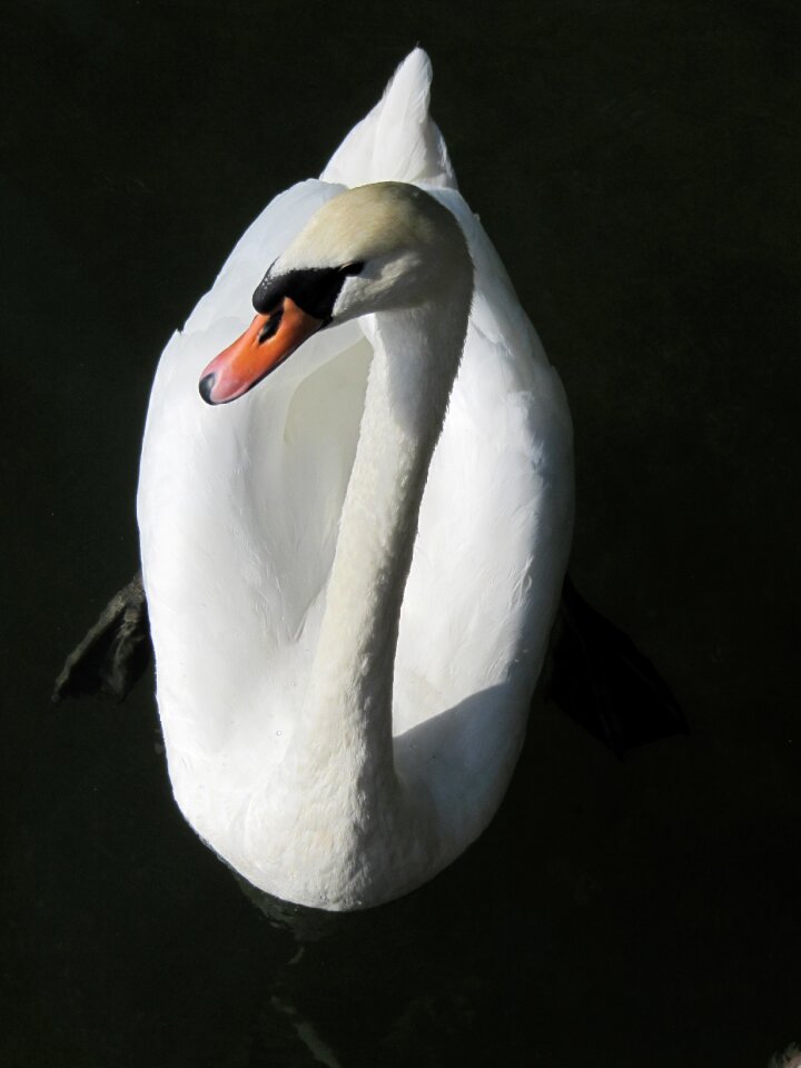 Nature water bird lake