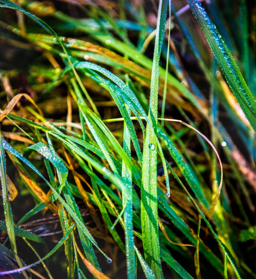 Morning green bokeh