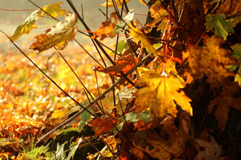 Autumn maple leaves photo