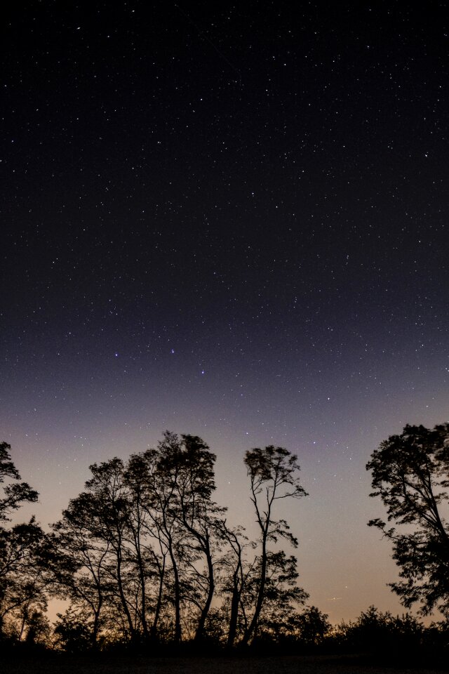 Big dipper night trees