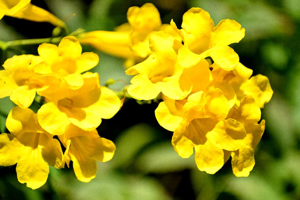 Nature bloom blossom photo