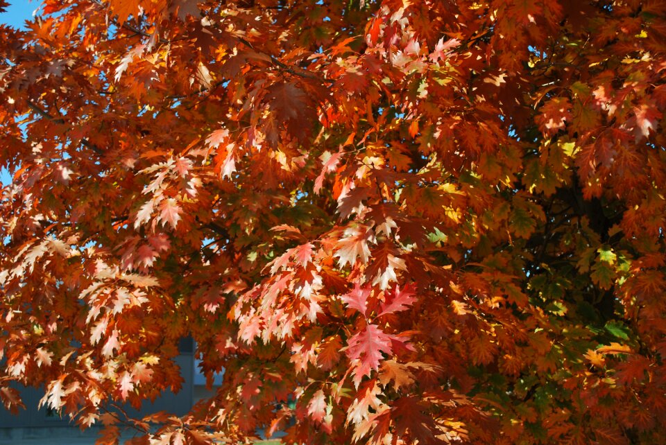 Fall colors fall leaves