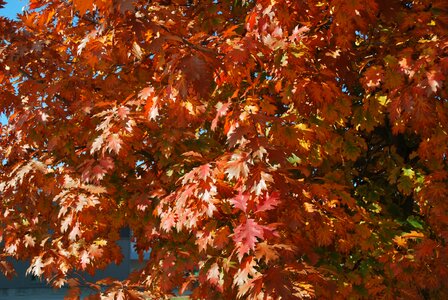 Fall colors fall leaves