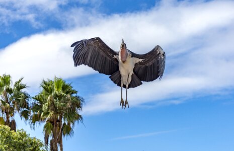 Nature feather prey