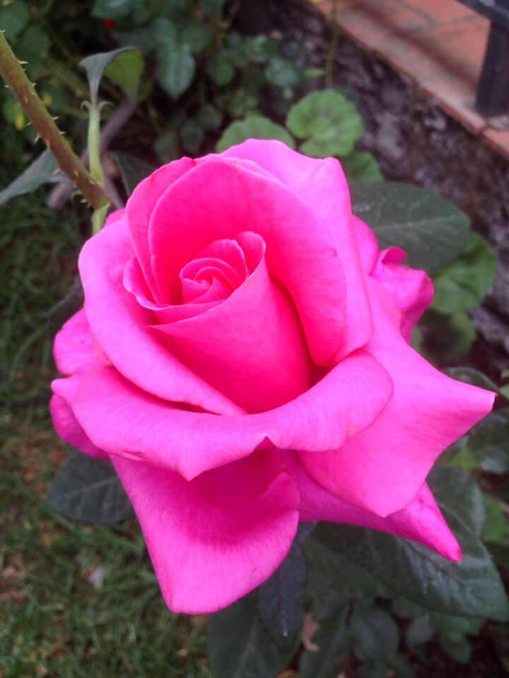 Flora beauty garden