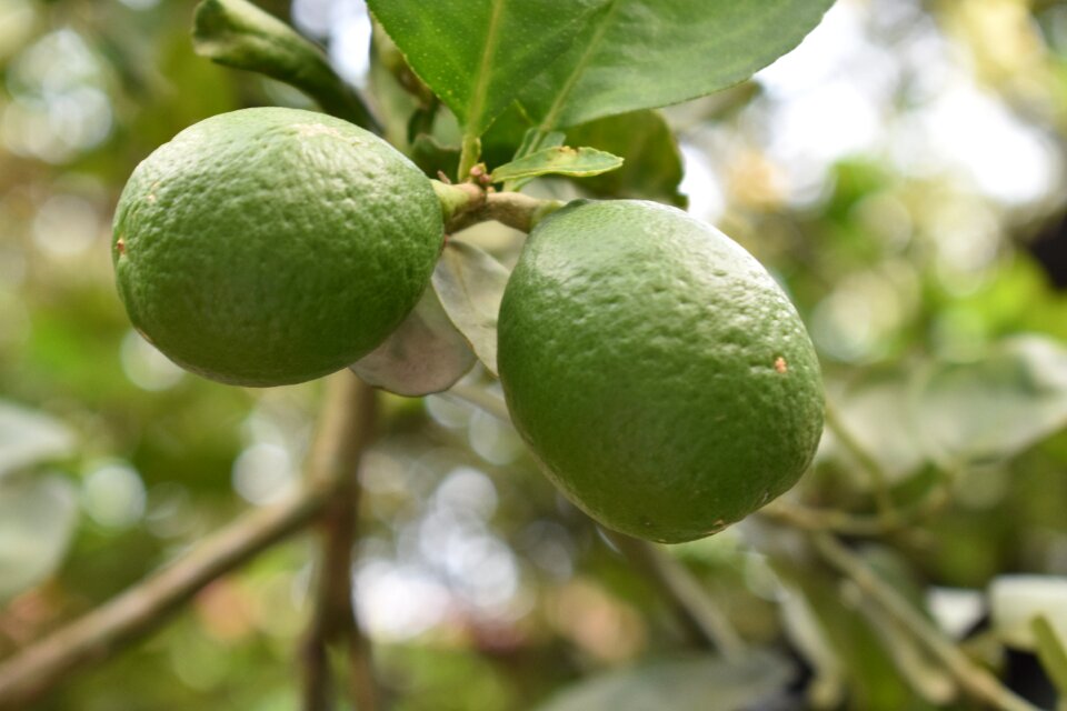 Food healthy lemons