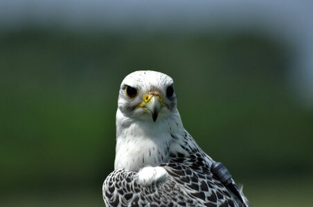 Falcon animal photo