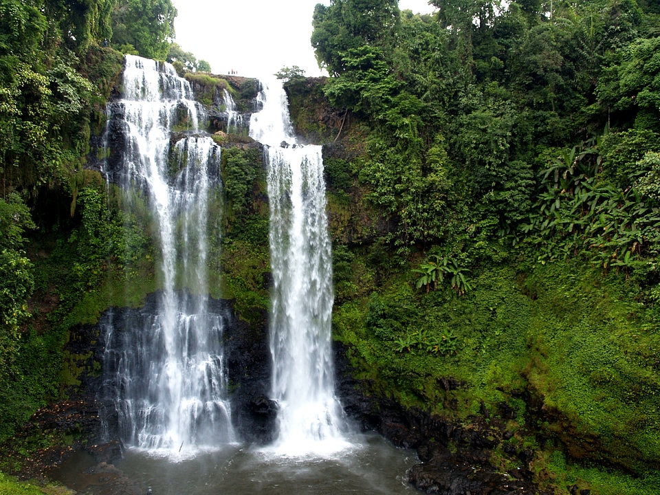 Natural forest scenic