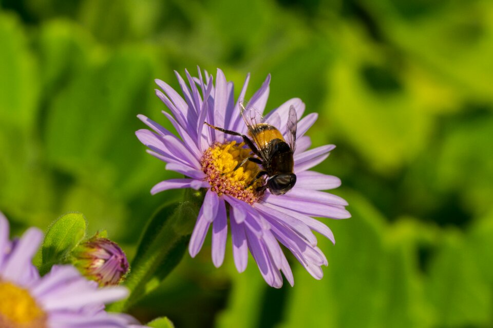 Flowers insects macro